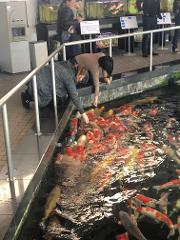 A group of koi fish swim in a pond, with two people in the foreground feeding them.