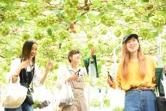 Three happy women stand under a canopy of green grapes, each holding pruning shears and a bag of harvested fruit.