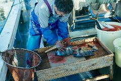 【江田島荘 宿泊者様限定企画】島の生産者を訪問して食材を調達！江田島の恵みを堪能する特別グルメハンティングツアー