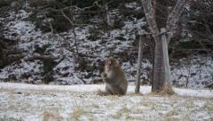 A Japanese macaque sits on the snowy ground in front of a tree with wooden supports, with a snow-covered forest in the background.