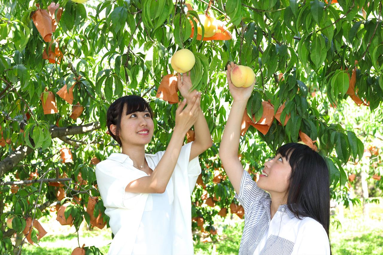 All-You-Can-Eat Fruit-Picking in Okayama (with Taxi Transfer)