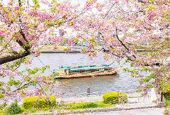A traditional Japanese boat floats on a river lined with cherry blossoms and lush greenery, with city buildings in the background.