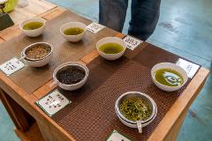 Several small white bowls filled with green tea and tea leaves are arranged on a wooden table with brown placemats, suggesting a tea tasting experience.