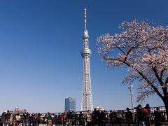 Tokyo Asakusa Half Day Walking Tour with Local Guide People gather to see cherry blossoms bloom in front of the Tokyo Skytree on a clear day.