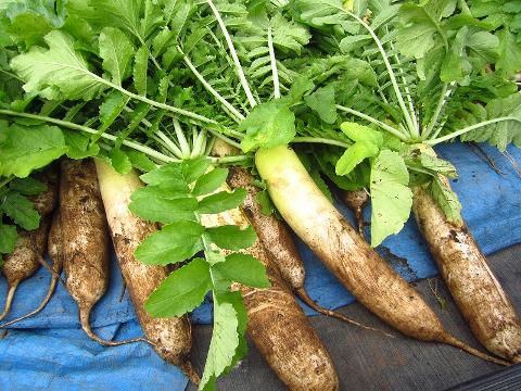 A pile of freshly harvested radishes with green tops lies on a blue tarp, showcasing their earthy roots.
