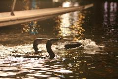 Two cormorants swimming in the water next to a boat at night, with city lights reflecting on the water's surface.