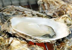 A single oyster sits nestled in its shell, surrounded by other oysters on a dark surface.