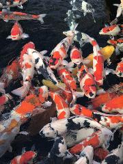 Professional breeder-guided Koi farm tour in the sanctuary of Nishikigoi A vibrant school of koi fish swim in dark water, showcasing their colorful scales of orange, white, and black.