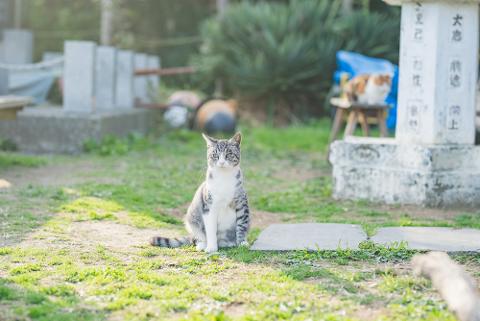 A tabby cat sits on grass in front of a stone monument, with another cat visible in the background.