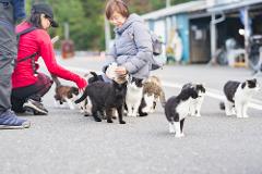A group of cats gathers around two women on a paved road, one of whom is holding a phone.