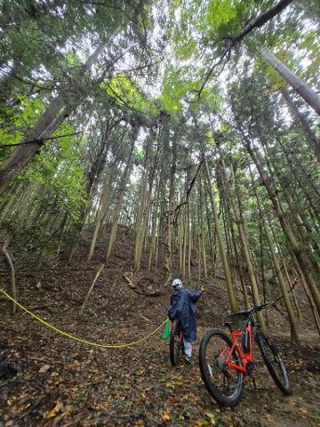 Three cyclists ride down a gravel path through a sun-dappled forest in Japan.