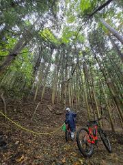 Three cyclists ride down a gravel path through a sun-dappled forest in Japan.