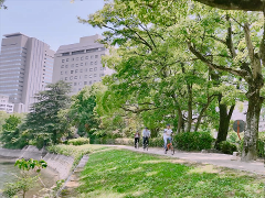 Three people are cycling along a paved path in a park with lush greenery and tall buildings in the background.