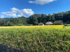 A picturesque scene unfolds with a golden rice field in the foreground, leading to traditional Japanese houses with thatched roofs, nestled against lush green hills under a vibrant blue sky.