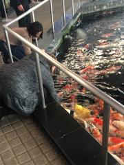 A woman in a grey sweater is feeding koi fish from the edge of a pond.