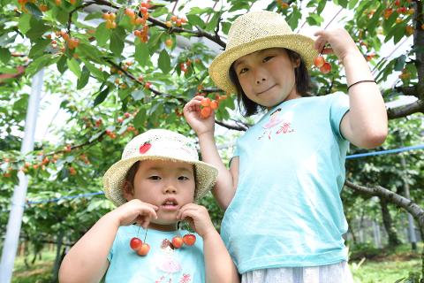 Two young Asian girls wearing straw hats stand among cherry trees, holding and displaying freshly picked cherries.