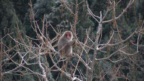 A Japanese macaque sits in the middle of bare tree branches with a forest in the background.