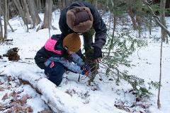 In a snowy forest, two people are cutting down a small evergreen tree.