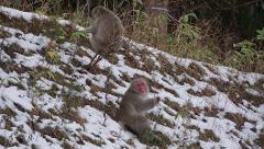 Two Japanese macaques sit on a snowy hillside, one in the foreground with a red face and the other further up the slope.