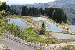 Professional breeder-guided Koi farm tour in the sanctuary of Nishikigoi A professional breeder-guided tour offers a glimpse into the tranquil sanctuary of Nishikigoi, showcasing stunning tiered ponds nestled amidst lush greenery.