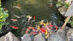 A school of colorful koi fish swims in a pond bordered by rocks and greenery, with a grid overlay on the water.