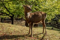 A young deer with short antlers stands on a grassy slope covered in fallen leaves, with lush green trees in the background.