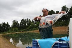 Professional breeder-guided Koi farm tour in the sanctuary of Nishikigoi A man in a farm tour holds a large koi fish in a clear plastic bag over a blue container near a pond.