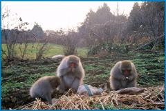 Three Japanese macaques are sitting on the ground, looking at a pile of debris.
