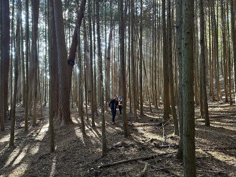 Two hikers walk through a sun-dappled forest of tall, thin trees.