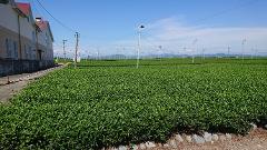 A building with a red roof stands beside a vast field of green tea plants, dotted with numerous poles holding wires and lights.