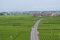 An aerial view of a vast, green tea plantation with a winding road and a white car driving through it, under a pale sky.