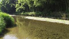 A clear stream flows past lush green vegetation on the left and bamboo forest on the right.