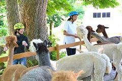 Cycling tour at the Sacred Land of Nishikigoi Two women wearing helmets are feeding alpacas at an outdoor farm.