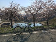 A white electric bicycle with a bright yellow helmet in its basket is parked on a road next to a body of water under a canopy of blooming cherry blossom trees.