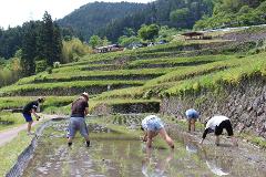 People are planting rice in a terraced field.