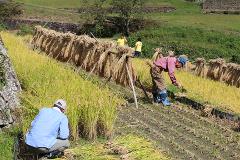 Farmers are drying rice stalks on racks in a terraced rice field.
