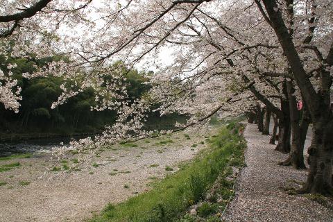 A scenic path lined with cherry blossom trees follows a riverbed, with a dense bamboo forest on the opposite bank.