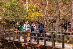 Experience the Craftsmanship of the Oroku Comb born in Kiso A group of people walk across a wooden bridge in a forest with autumn foliage.