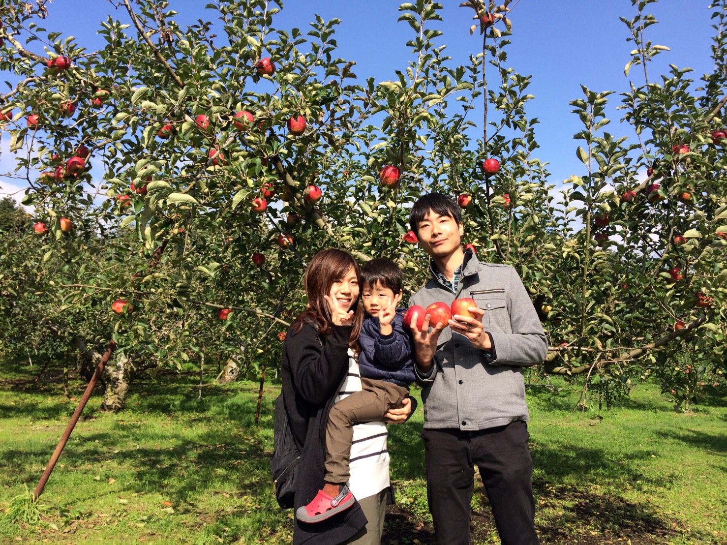 Apple-Picking in Autumn at Hirata