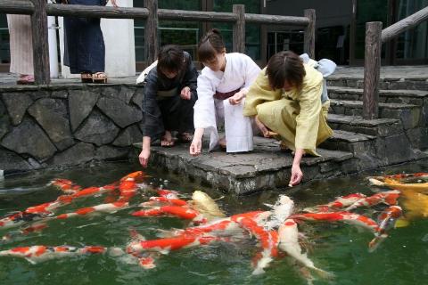 Niigata Afternoon Koi Experience – Guided Nishikigoi Garden Tour Three women in traditional Japanese attire crouch by a pond, feeding koi fish.