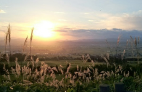 A serene sunset illuminates a grassy field overlooking a valley, with tall plumes of pampas grass catching the golden light.