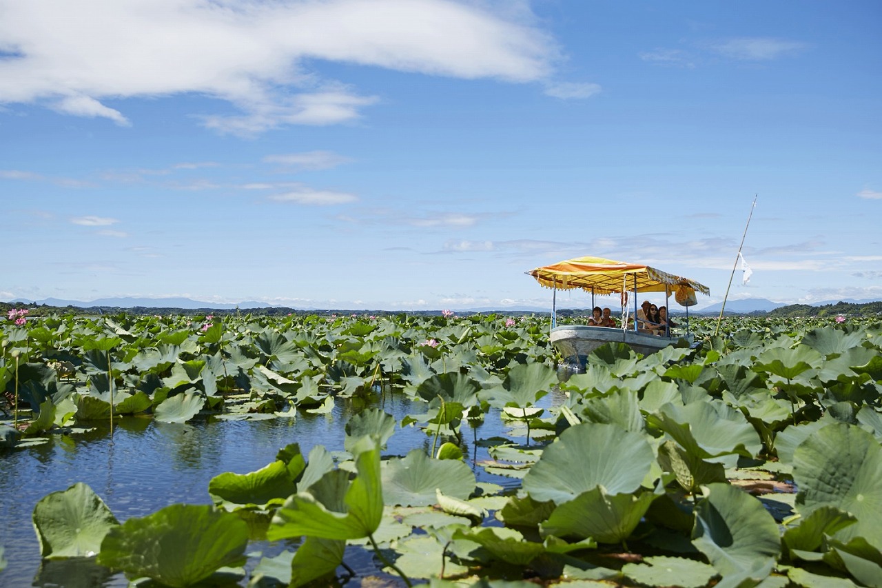 夏季的伊豆沼乘坐包租遊覽船，欣賞盛開蓮花的享樂豪華之旅