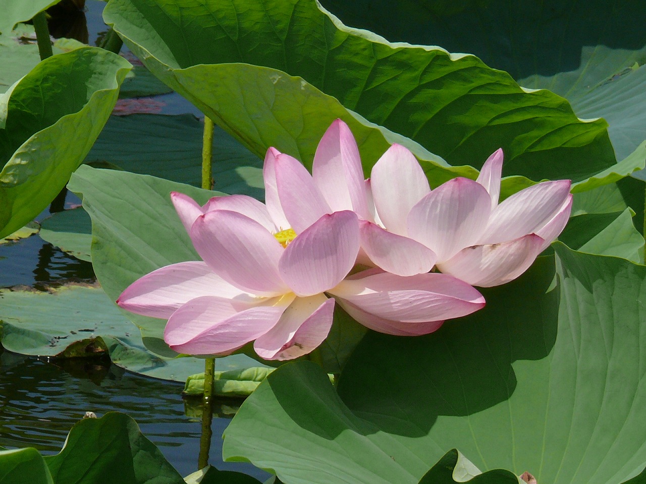 Gaze at the Stunning Collection of Lotus Blossoms on a Guided Tour