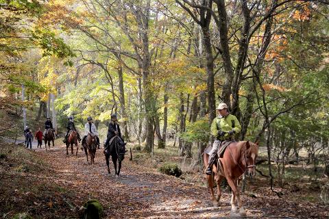 Nagano Afternoon Horseback Tour – 90min Forest Adventure Ride A group of people ride horses through a forest path lined with autumn leaves and trees.
