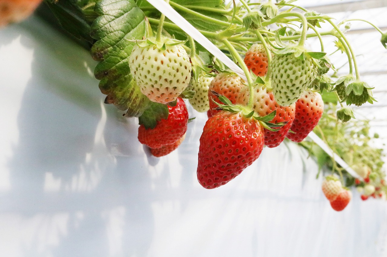 Devour All-You-Can-Eat Strawberries on this Strawberry Picking Experience
