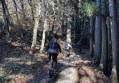 Three cyclists ride down a gravel path through a sun-dappled forest in Japan.