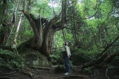 ～森の不思議な住人！知られざる苔の世界～ 原生林を歩き体感する蓼科大滝ガイドツアー