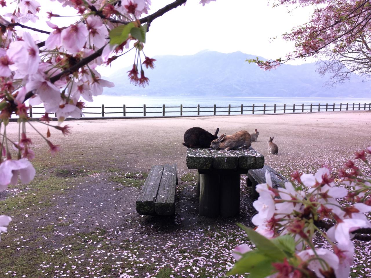 Setouchi Islands 1-Day Cruise: Rabbit Island & Local Culture Experience