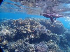 A snorkeler swims above a vibrant coral reef, showcasing a diverse underwater landscape.