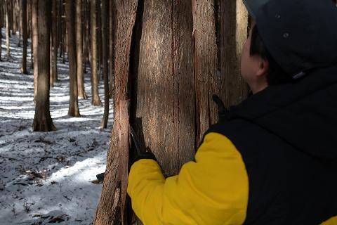 A person in a yellow and black jacket uses a knife to peel bark from a tree in a snowy forest.